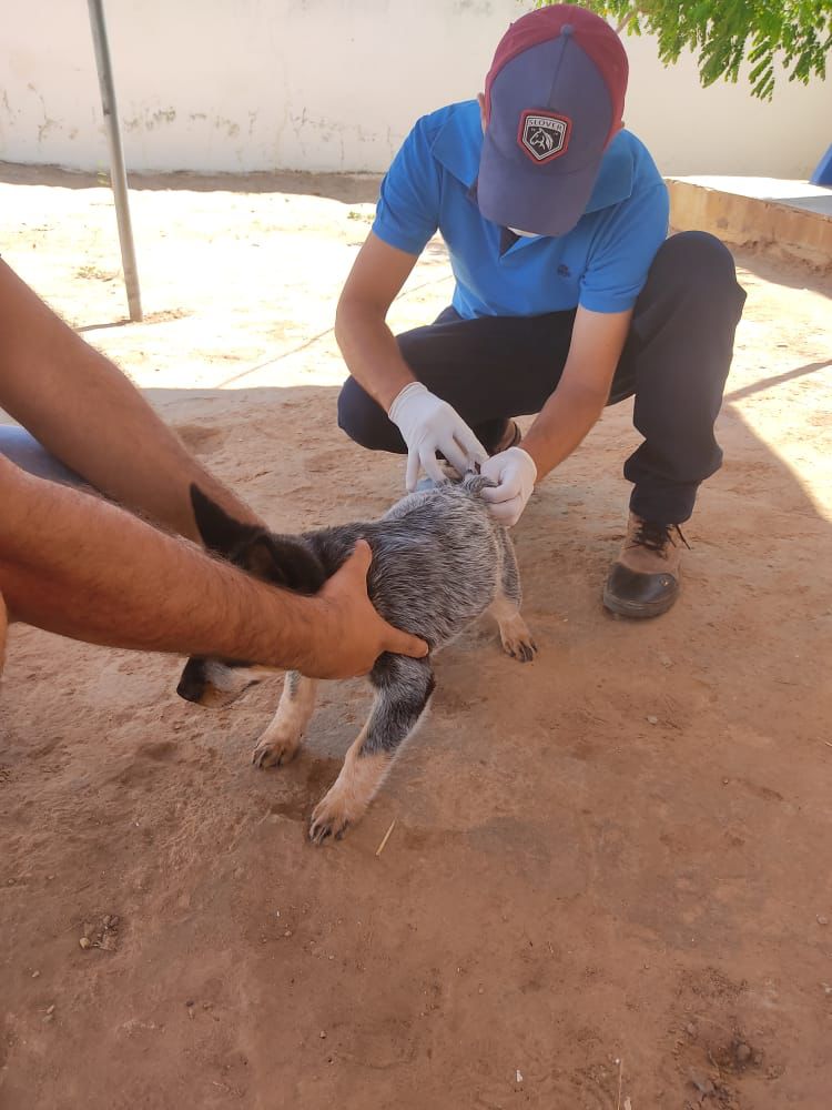 Campanha de Vacinação contra a Raiva animal.